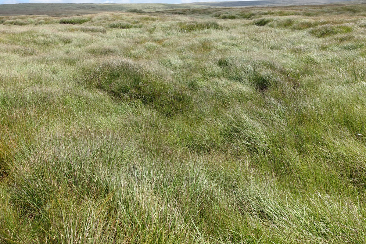 Gras in het noordelijk moerasgebied