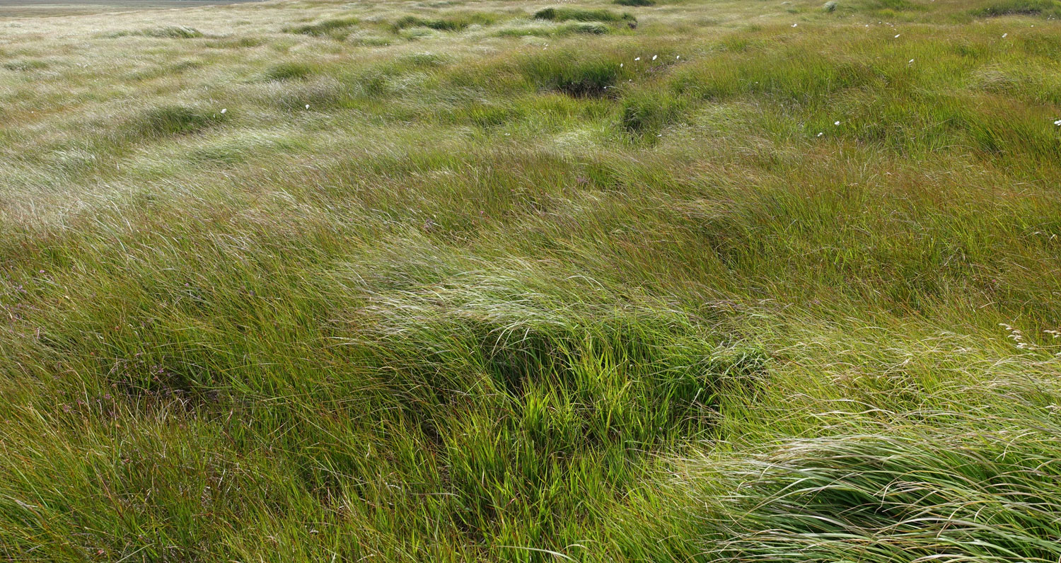 Spoorzoeken door het gras in het noordelijk veengebied