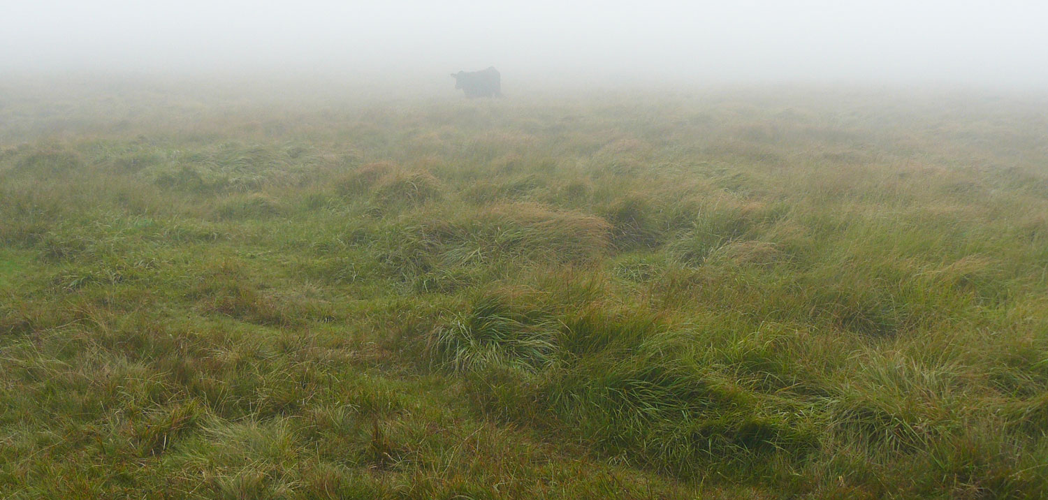 Bij Grey Whethers in de mist